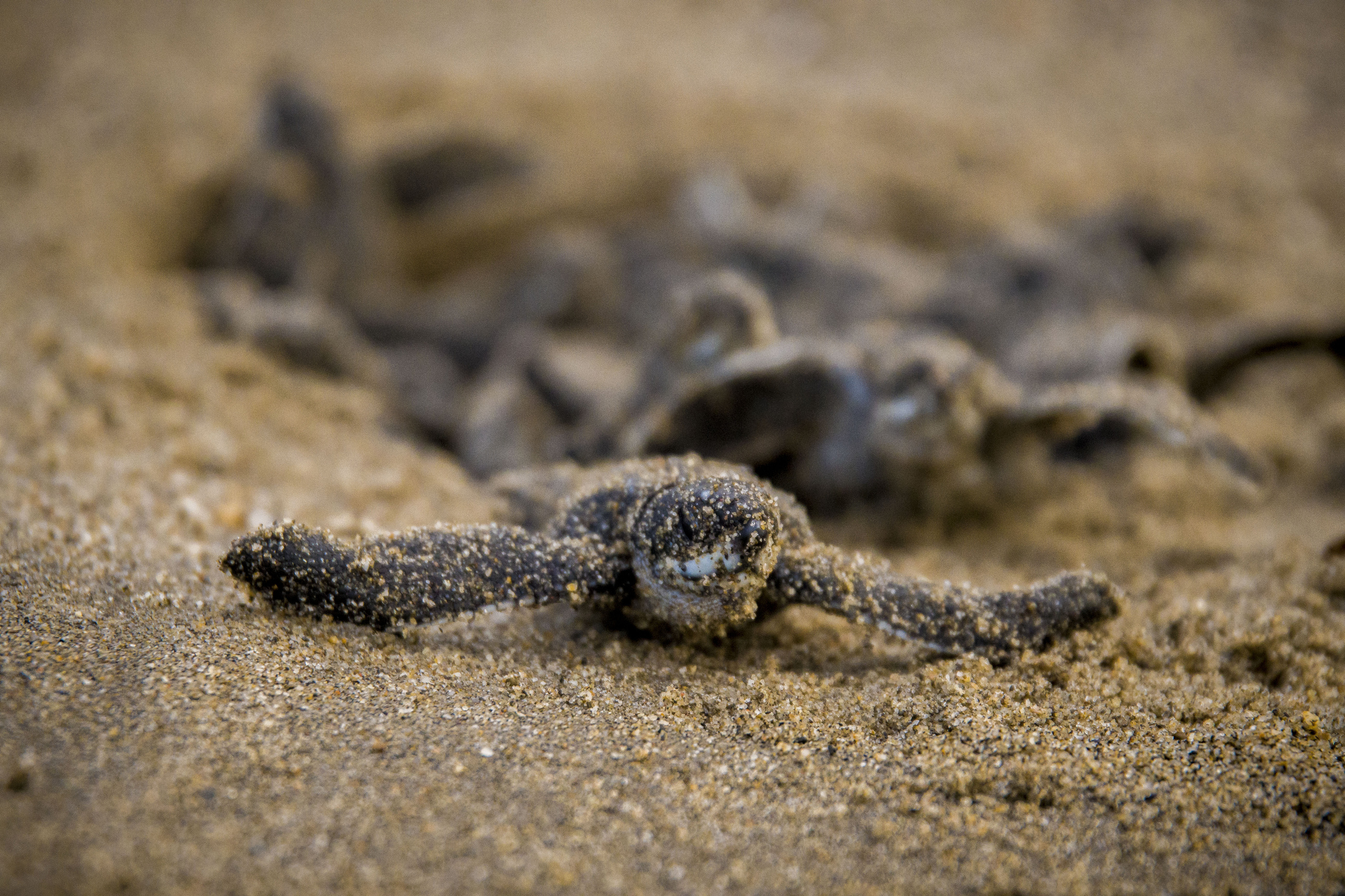 Una cría de tortuga marina cubierta de arena que se arrastra por la playa, seguida de otras crías